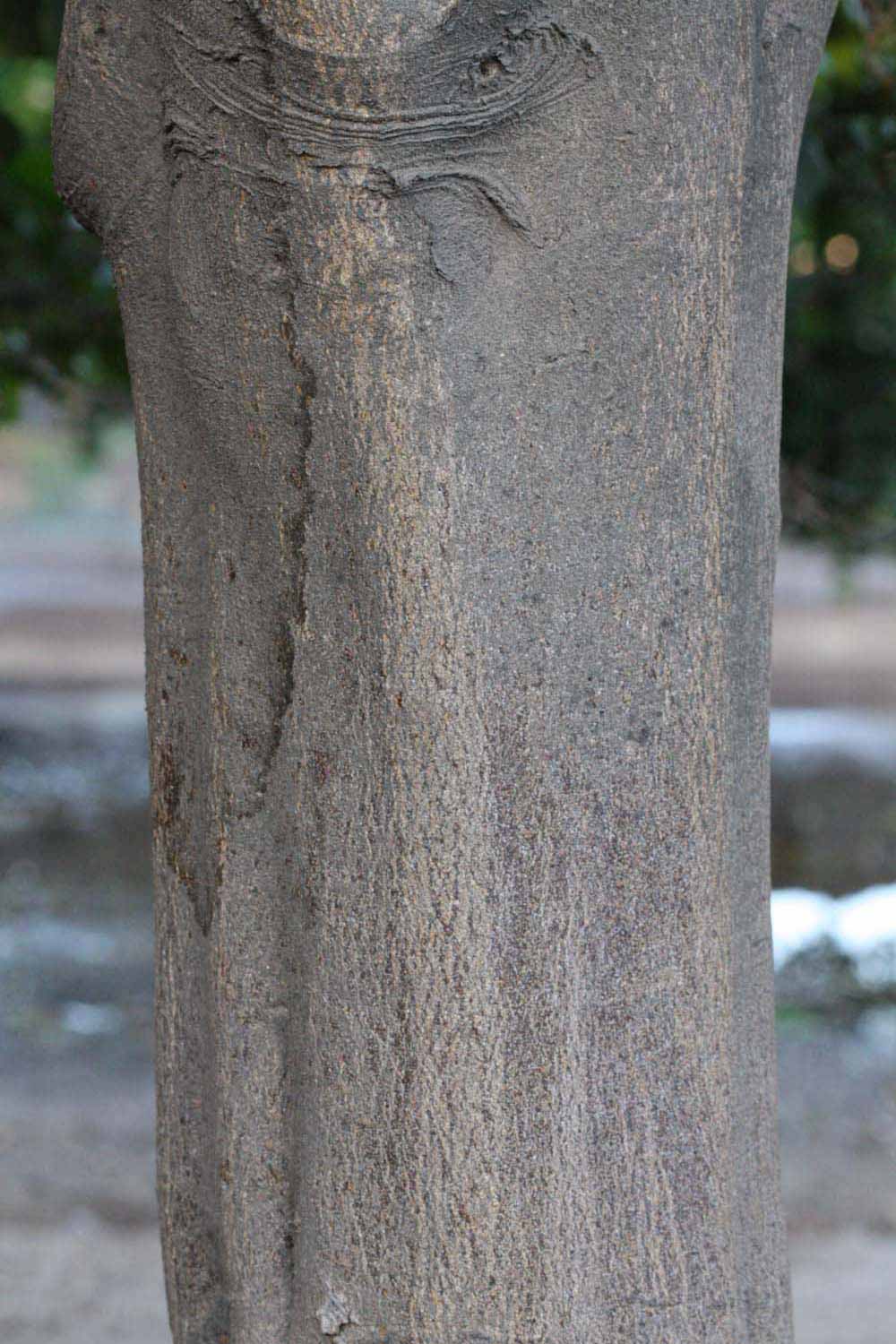            Bark (Riverside, CA)   